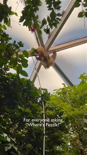 10K views · 237 reactions | Fezzik the Hoffman’s two-toed sloth makes a stunning appearance in the Tropical Rainforest dome while snacking on lettuce. Fabulous footage thanks to animal care manager Joanna. 殮塞 | Woodland Park Zoo | Facebook