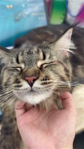 DOLA, enjoying being petted, #cat #acquacalda #cute #catlife #kitten #pets #cutecat #funnycats