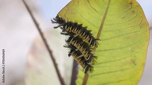 Milkweed Tussock Moth (Euchaetes egle) or 'Tiger moth' caterpillars hide on the underside of milkweed plant leaves eating and preparing for metamorphosis