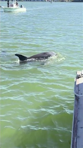 How do dolphins defend themselves from sharks? They do what?!