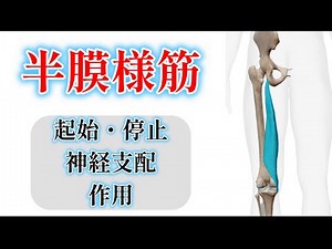 【骨格筋解剖】「半膜様筋」起始・停止・神経支配