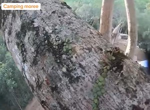 Potential dangers of bee harvesting#catcher #beecatcher #teachingwoodssurvival #camping #survival #survivalskills #443 | Gianthoney Bees