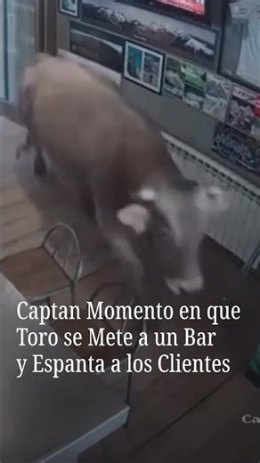Captan momento en que toro se mete a un bar y espanta a los clientes