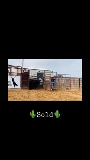 #abbibulls #rodeo #buckingbulls #2021 #fyp #viral 🌵sold🌵
