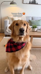 “This is why Golden Retrievers run the internet 🌍🐶”#goldenretriever | Funnypaws