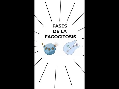 PHASES OF PHAGOCYTOSIS (Immunology)