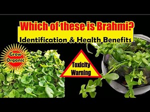 Which of These Plants is Brahmi?| The Brain Tonic | Brahmi and Gotukola | Health Benefits Toxicity