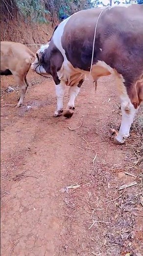 Daily life diary of a rural cattle farmer #206