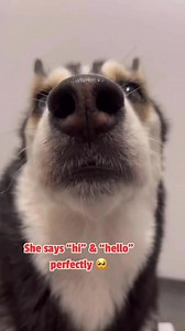 67K views · 2.3K reactions | This husky tries her best to speak English 凉 | Maya The Husky | Facebook