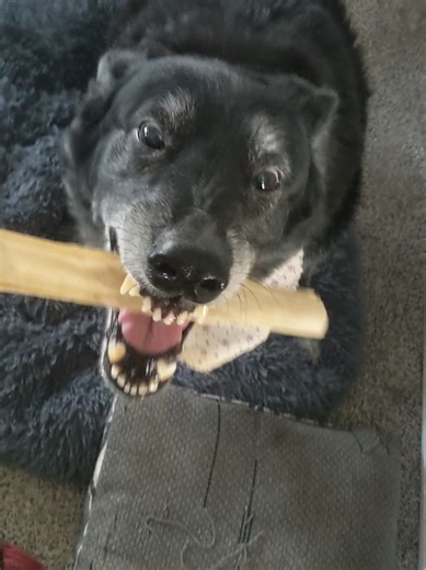 my sweet goofy baby boy #dog