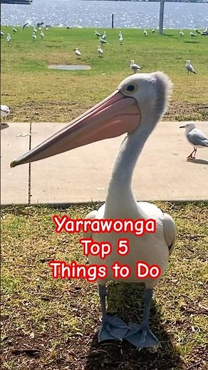☀️ Yarrawonga Top 5 Things to Do #yarrawonga #victoria #explorevictoria #lakemulwala #murrayriver