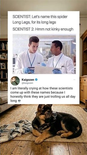 Why scientists name spiders like that 🕷️ #funny #science