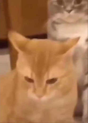 Cat throwing up vine boom (Cat gagging vine boom)