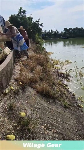 Shallow soaking of newly hatched ducklings, a key process in large-scale duck farming.#farming