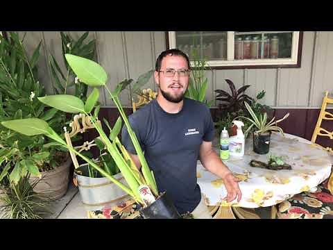 Tuesday Tips & Tricks: Winterizing Tropical Pond Plants