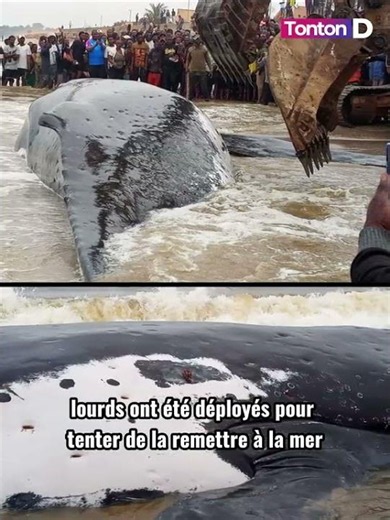 la population retrouve une baleine 🐳🐋 au bord de l'océan à mwanda ( province Kongo central : RDC)