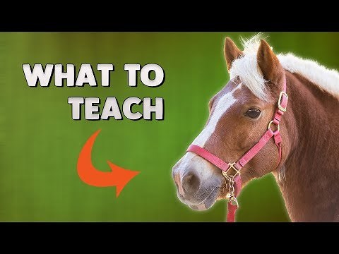 Horse Training: The FIRST 3 things EVERY horse needs to learn.