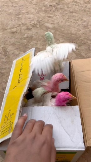 Box me chozy nikly 😍🎉