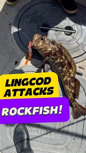 LINGCOD ATTACKS ROCKFISH! 🎣🤯BADASS catch!🔥 #fishing #fishinglife #socal #shorts #fishingvideo