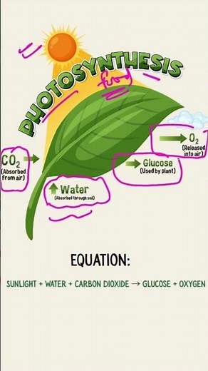 Class 7 Science | Photosynthesis | Exam Ready