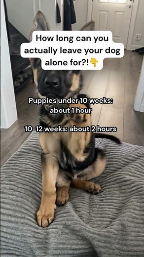 How Many Hours Can a Dog Be Left Alone?