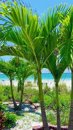 Explore Upham Beach: A Hidden Gem in St. Pete Beach, FL