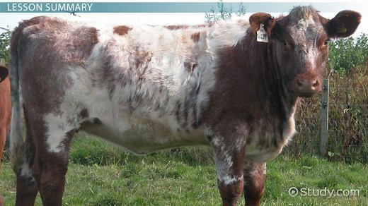 Codominance | Definition & Examples