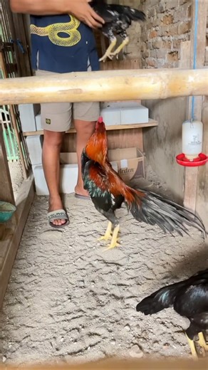 aseel breeding season #aseelmurga #roosterfarm