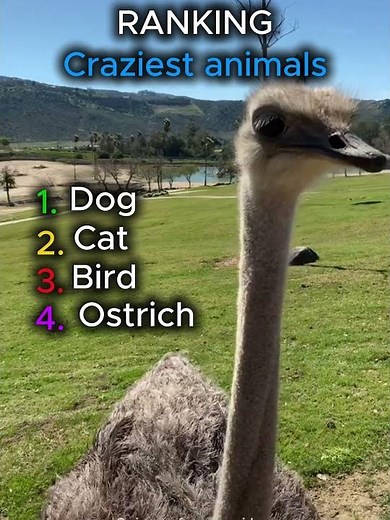 Crazy Animals caught on camera ! 😂😂😂