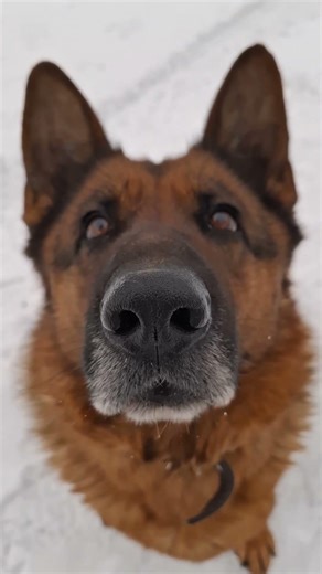 Чтобы вы хотели на завтрак ☺️ #собака #смех #юмор #приколы #рекомендации #fyp #funnyvideo #funnydog