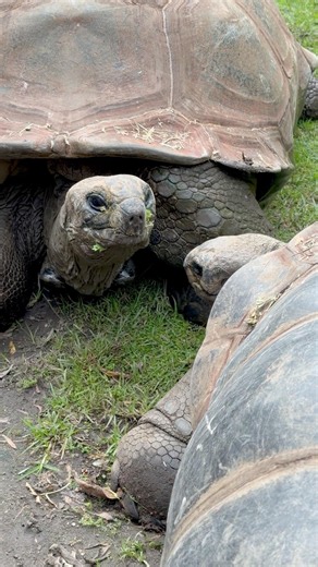 🐢 These islands changed the way we understand life on Earth.
