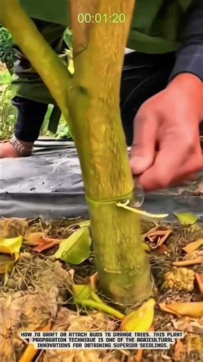 How to Graft Orange Trees for Faster Fruiting and Superior Yields #AgriculturalInnovation