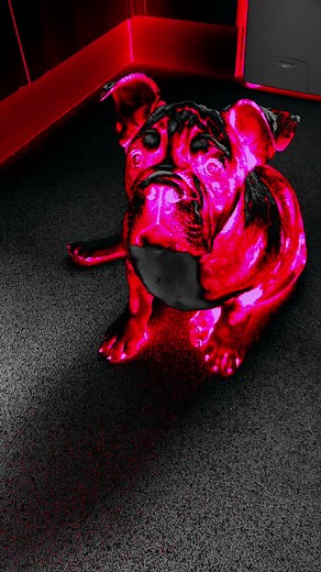#pinkpanther #fyp #viral #viralvideo #trend #trending #pink #bulldog #mystery ##bulldogsoftiktok #tiktok #tiktoktrending #tiktoktrend