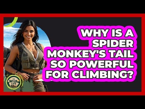 Why Is A Spider Monkey's Tail So Powerful For Climbing? - The Wild Life Explorer