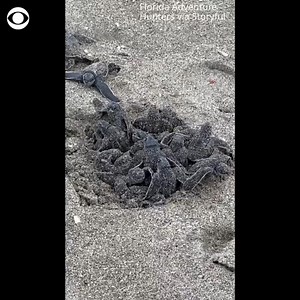 A batch of leatherback sea turtle hatchlings on Florida’s Juno Beach made their way into the ocean. | CBS News