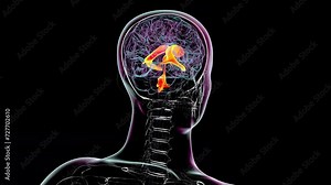 Ventricular system of the brain, 3D animation. The ventricles are cavities in the brain that are filled with cerebrospinal fluid (CSF).