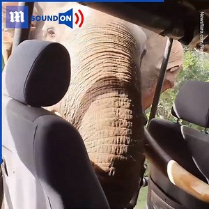 This elephant doesn’t know what personal space is! 🐘🐘 | Daily Mail Video