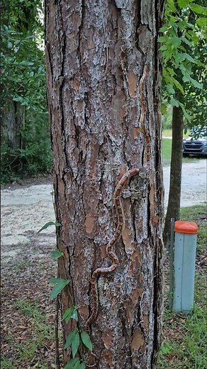 Corn Snake Climbing in North Florida August 2025 #cornsnake #snake #reptiles #florida #shorts