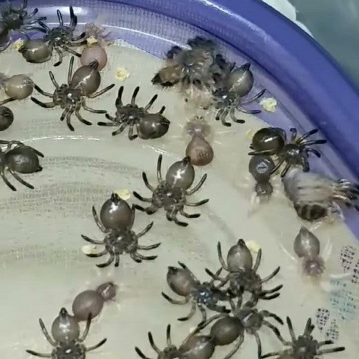 Baby tarantulas molting timelapse