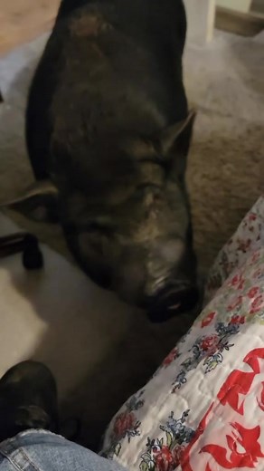 Hyper pig running and barking. Did you know pigs bark? #pig #minipig #hyper #run #bark #animals #animal #pet #pets #wild
