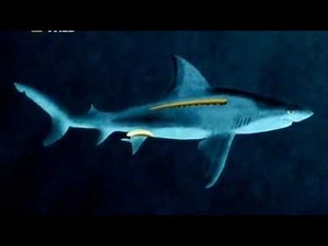 Gli animali più pericolosi Amazzonia documentario