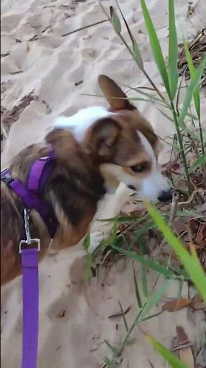 Tidly Snooting The Beach (Shorts) #shorts