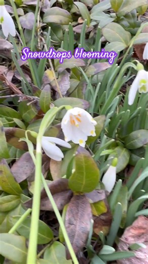 The First Sign of Spring ❄️🌱