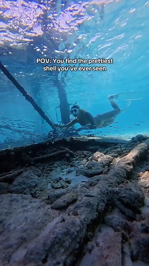 28K views · 243 reactions | Still cannot believe the colors on this shell! 勞 #florida #floridakeys #ocean #conch #conchshell #shelling | Itsalyssablake | Facebook