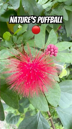 This Red Powderpuff Looks Unreal