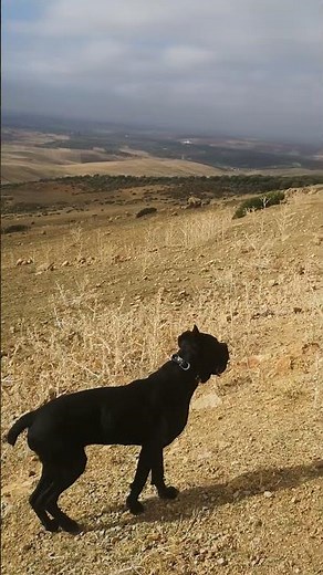 This Cane Corso Puppy Will Steal Your Heart (Watch Her Walk Through the Hills!)