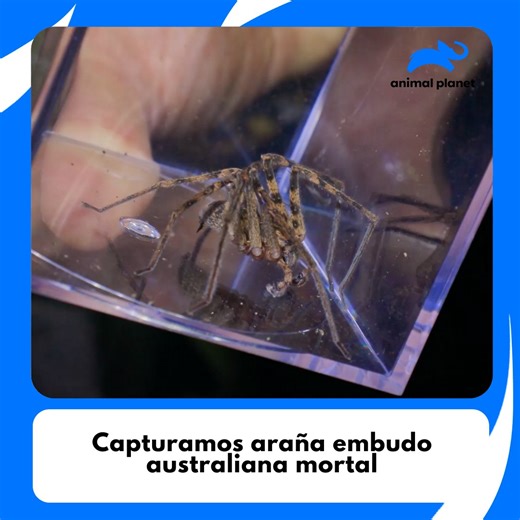 La araña más venenosa de Australia no se rinde fácilmente 🕷️😱 Coyote la enfrenta, la controla y la lleva al parque para estudiarla. ¡No creerás cómo termina! Dale play ▶️🩸 #CoyotePetersonAventurasSalvajes Descubre más contenidos como este en #HBOMax Suscríbete ahora https://bit.ly/MAX-AnimalPlanetLa | Animal Planet Latinoamérica