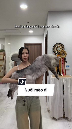 Nuôi mèo Maine Coon - Kinh nghiệm và giá cả