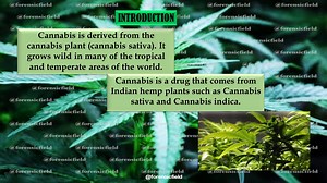 Cannabis Marijuana Trivia Quiz Questions And Answers