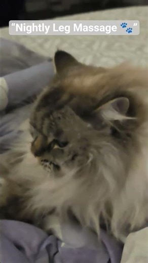 My Cat Gives Me a Leg Massage Every Night 😭🐾 | Sweetest Caregiver Cat